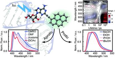 Graphical abstract: Photo-physical properties of 2-(1-ethynylpyrene)-adenosine: influence of hydrogen bonding on excited state properties