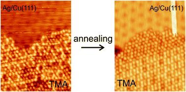 Graphical abstract: Molecular self-assembly at nanometer scale modulated surfaces: trimesic acid on Ag(111), Cu(111) and Ag/Cu(111)