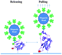 Graphical abstract: Manipulating and probing enzymatic conformational fluctuations and enzyme–substrate interactions by single-molecule FRET-magnetic tweezers microscopy