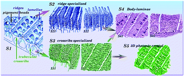 Graphical abstract: Butterfly effects: novel functional materials inspired from the wings scales