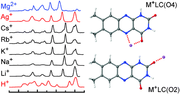 Graphical abstract: IRMPD spectroscopy of metalated flavins: structure and bonding of Mq+–lumichrome complexes (Mq+ = Li+–Cs+, Ag+, Mg2+)