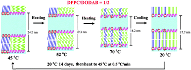 Graphical abstract: Demixing and crystallization of DODAB in DPPC–DODAB binary mixtures