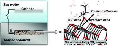 Graphical abstract: Selective adsorption of l-serine functional groups on the anatase TiO2(101) surface in benthic microbial fuel cells