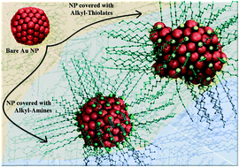 Graphical abstract: Monolayer protected gold nanoparticles: the effect of the headgroup–Au interaction