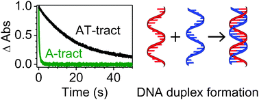 Graphical abstract: Kinetics of DNA duplex formation: A-tracts versus AT-tracts