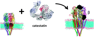 Graphical abstract: A molecular dynamics study of catestatin docked on nicotinic acetylcholine receptors to identify amino acids potentially involved in the binding of chromogranin A fragments