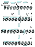 Graphical abstract: The dynamic action mechanism of small cationic antimicrobial peptides