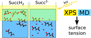 Graphical abstract: Succinic acid in aqueous solution: connecting microscopic surface composition and macroscopic surface tension