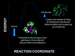 Graphical abstract: Revisiting the conundrum of trehalose stabilization