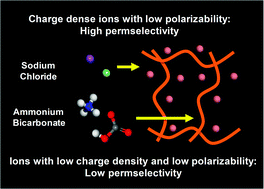 Graphical abstract: Specific ion effects on membrane potential and the permselectivity of ion exchange membranes