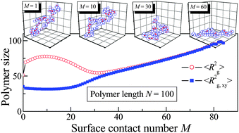 Graphical abstract: Dynamics of a polymer adsorbed to an attractive homogeneous flat surface