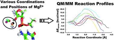 Graphical abstract: The role of an active site Mg2+ in HDV ribozyme self-cleavage: insights from QM/MM calculations