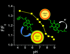 Graphical abstract: pH-Responsive quantum dots (RQDs) that combine a fluorescent nanoparticle with a pH-sensitive dye