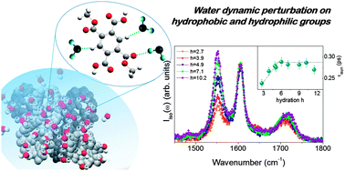 Graphical abstract: Water and polymer dynamics in a model polysaccharide hydrogel: the role of hydrophobic/hydrophilic balance