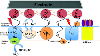 Graphical abstract: Photo-electrochemical communication between cyanobacteria (Leptolyngbia sp.) and osmium redox polymer modified electrodes