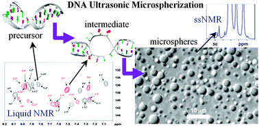 Graphical abstract: NMR studies of DNA microcapsules prepared using sonochemical methods
