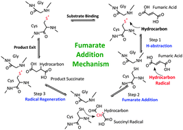 Graphical abstract: Unravelling the impact of hydrocarbon structure on the fumarate addition mechanism – a gas-phase ab initio study