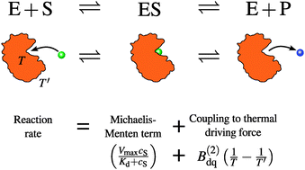 Graphical abstract: Michaelis–Menten kinetics under non-isothermal conditions