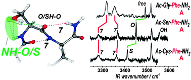 Graphical abstract: Intra-residue interactions in proteins: interplay between serine or cysteine side chains and backbone conformations, revealed by laser spectroscopy of isolated model peptides