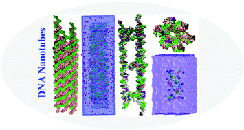 Graphical abstract: Structure, stability and elasticity of DNA nanotubes