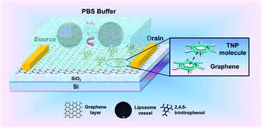Graphical abstract: Reporter-encapsulated liposomes on graphene field effect transistors for signal enhanced detection of physiological enzymes