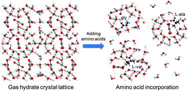 Graphical abstract: Abnormal incorporation of amino acids into the gas hydrate crystal lattice
