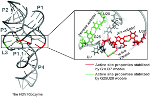 Graphical abstract: Wobble pairs of the HDV ribozyme play specific roles in stabilization of active site dynamics