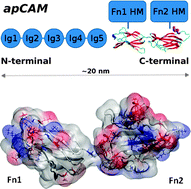 Graphical abstract: Structure and dynamics of the fibronectin-III domains of Aplysia californica cell adhesion molecules