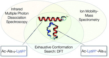 Graphical abstract: Exploring the conformational preferences of 20-residue peptides in isolation: Ac-Ala19-Lys + H+vs. Ac-Lys-Ala19 + H+ and the current reach of DFT