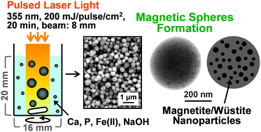 Graphical abstract: Laser-assisted one-pot fabrication of calcium phosphate-based submicrospheres with internally crystallized magnetite nanoparticles through chemical precipitation