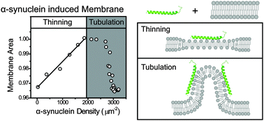 Graphical abstract: Biophysics of α-synuclein induced membrane remodelling