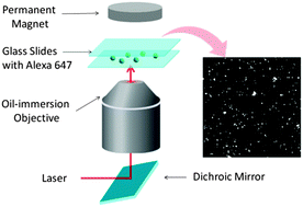 Graphical abstract: Magnetic-field-enabled resolution enhancement in super-resolution imaging