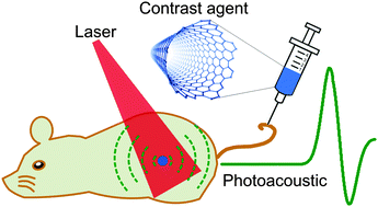 Graphical abstract: Structural and functional photoacoustic molecular tomography aided by emerging contrast agents