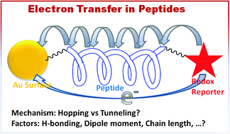 Graphical abstract: Electron transfer in peptides