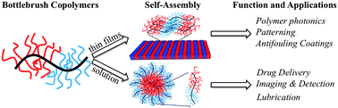 Graphical abstract: Structure, function, self-assembly, and applications of bottlebrush copolymers