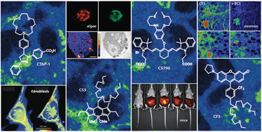 Graphical abstract: Synthetic fluorescent probes for studying copper in biological systems