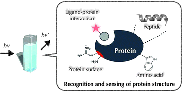 Graphical abstract: Protein recognition using synthetic small-molecular binders toward optical protein sensing in vitro and in live cells
