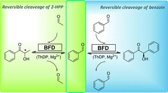 Graphical abstract: Reversibility of asymmetric catalyzed C–C bond formation by benzoylformate decarboxylase