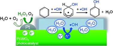 Graphical abstract: Highly selective phenol production from benzene on a platinum-loaded tungsten oxide photocatalyst with water and molecular oxygen: selective oxidation of water by holes for generating hydroxyl radical as the predominant source of the hydroxyl group
