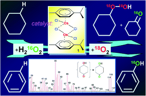 Graphical abstract: Oxidation of hydrocarbons with H2O2/O2 catalyzed by osmium complexes containing p-cymene ligands in acetonitrile