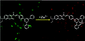 Graphical abstract: A new fluorescent probe for Zn2+ with red emission and its application in bioimaging