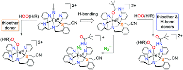 Graphical abstract: Thioether-ligated iron(ii) and iron(iii)-hydroperoxo/alkylperoxo complexes with an H-bond donor in the second coordination sphere