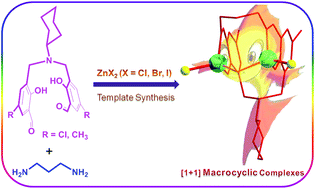Graphical abstract: Zinc halide template effects on the construction of [1 + 1] flexible Schiff-base macrocyclic complexes having pendant-armed dialdehyde components