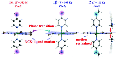 Graphical abstract: Restraining the motion of a ligand for modulating the structural phase transition in two isomorphic polar coordination polymers