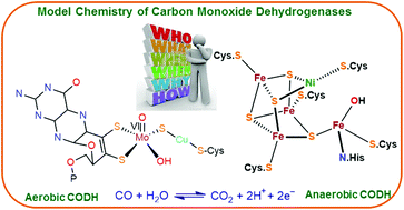 Graphical abstract: Bioinorganic modeling chemistry of carbon monoxide dehydrogenases: description of model complexes, current status and possible future scopes