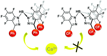 Graphical abstract: Highly fluorinated hydrotris(indazolyl)borate calcium complexes: the structure and reactivity heavily depend on the ligand's electronic properties