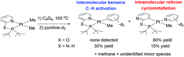 Graphical abstract: Hemilability of P(X)N-type ligands (X = O, N–H): rollover cyclometalation and benzene C–H activation from (P(X)N)PtMe2 complexes