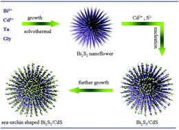 Graphical abstract: One-pot controlled synthesis of sea-urchin shaped Bi2S3/CdS hierarchical heterostructures with excellent visible light photocatalytic activity
