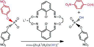 Graphical abstract: Mechanistic investigation of the cleavage of phosphodiester catalyzed by a symmetrical oxyimine-based macrocyclic dinuclear zinc complex: a DFT study
