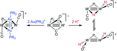 Graphical abstract: Hydride, gold(i) and related derivatives of the unsaturated ditungsten anion [W2Cp2(μ-PCy2)(μ-CO)2]−